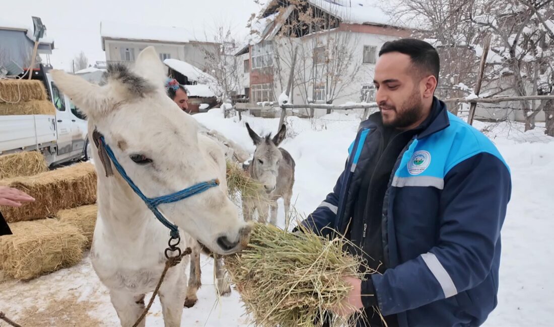 Muş’ta kış mevsiminde sokağa terk edilen sahipsiz at ve eşekleri