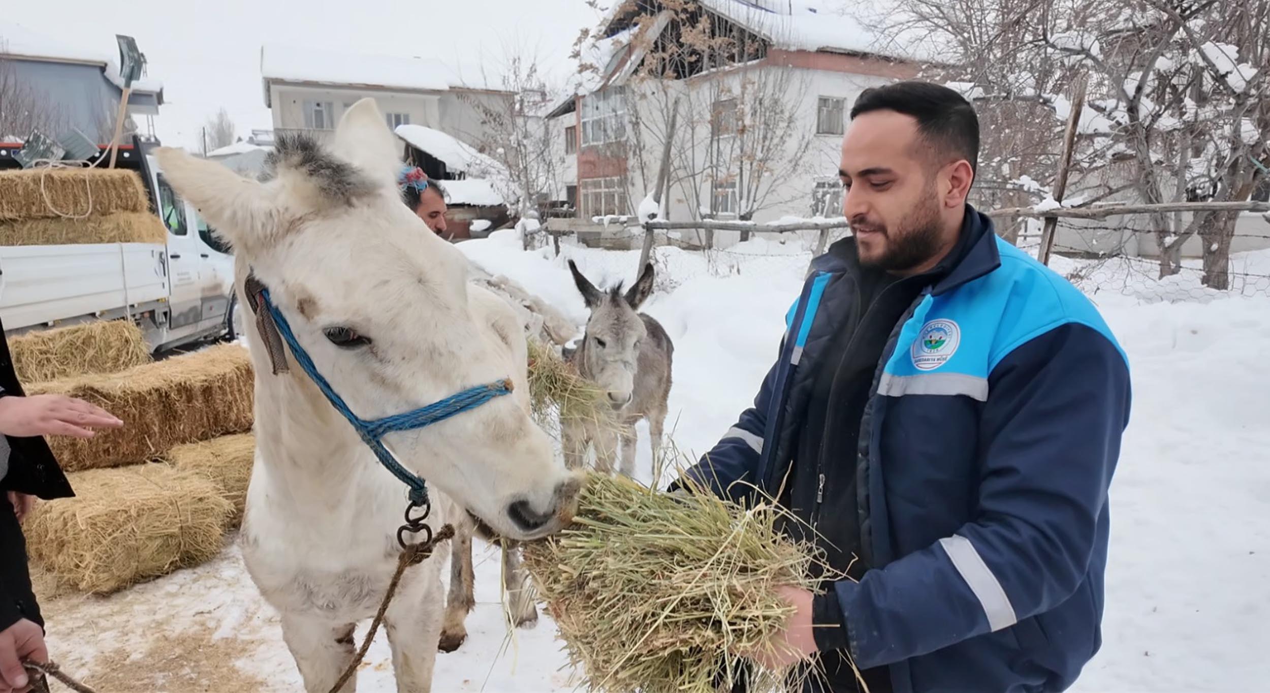 Muş’ta kış mevsiminde sokağa terk edilen sahipsiz at ve eşekleri