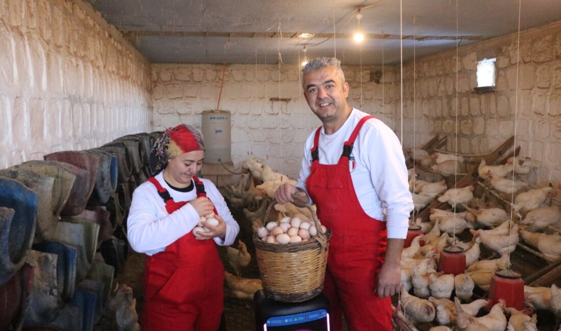 Eski Kamu Görevlisi Şehir Hayatını Bıraktı, Tavukçulukta Müzik Formülüyle Başarıyı
