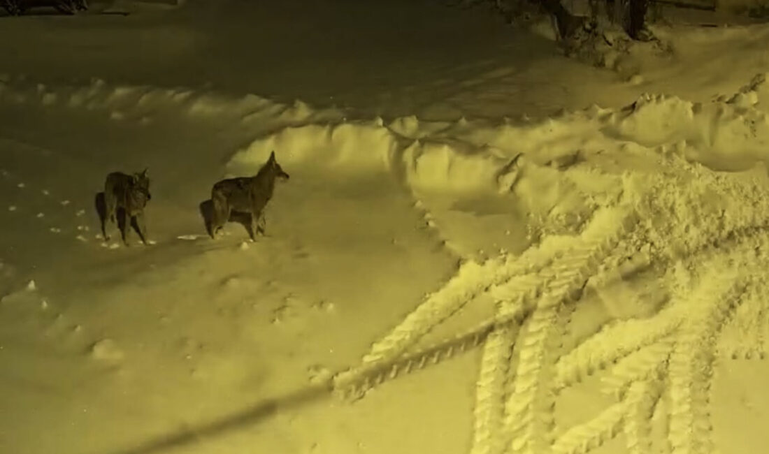 Sivas’ın İmranlı ilçesine bağlı Kılıçköy, kış aylarında sessizliğe bürünmesiyle birlikte