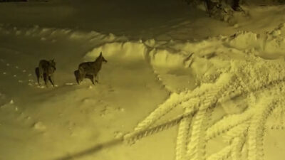 Sivas’ın İmranlı ilçesine bağlı Kılıçköy, kış aylarında sessizliğe bürünmesiyle birlikte