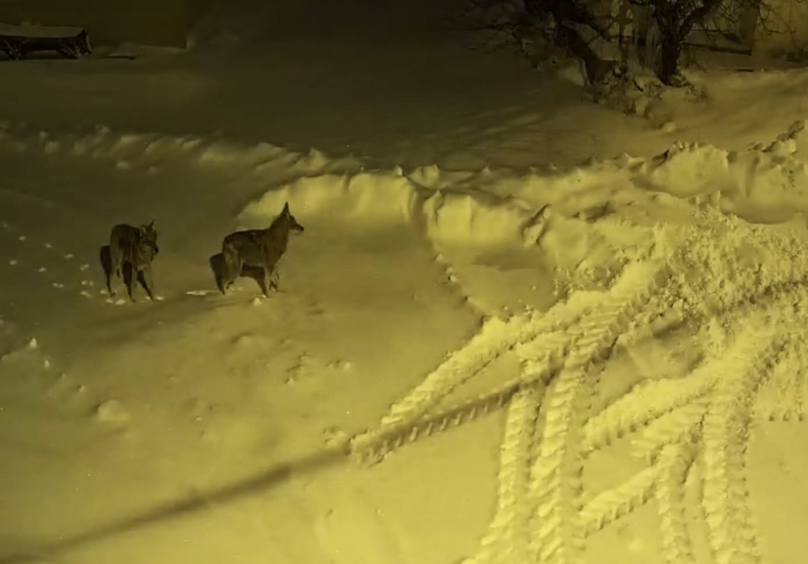 Sivas’ın İmranlı ilçesine bağlı Kılıçköy, kış aylarında sessizliğe bürünmesiyle birlikte