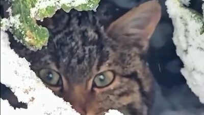 Bolu’da karla kaplı ormanlık alanda, doğada nadir rastlanan türler arasında