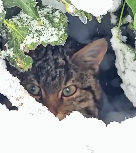 Bolu’da karla kaplı ormanlık alanda, doğada nadir rastlanan türler arasında