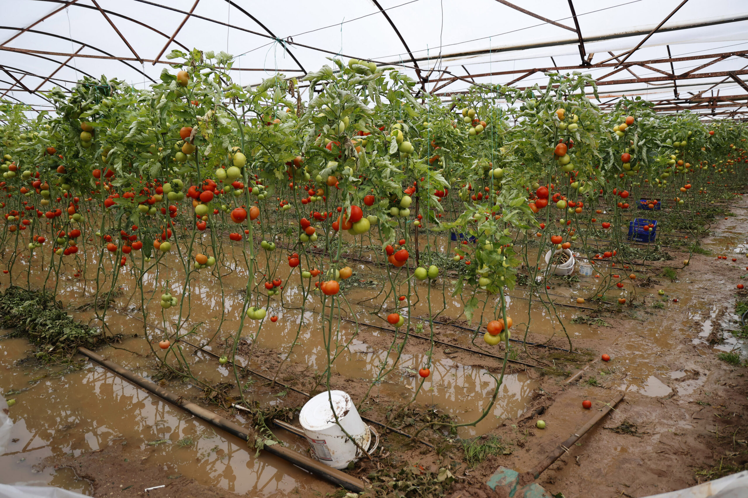 Antalya’nın Serik, Aksu, Kumluca, Finike ve Demre ilçelerinde etkili olan