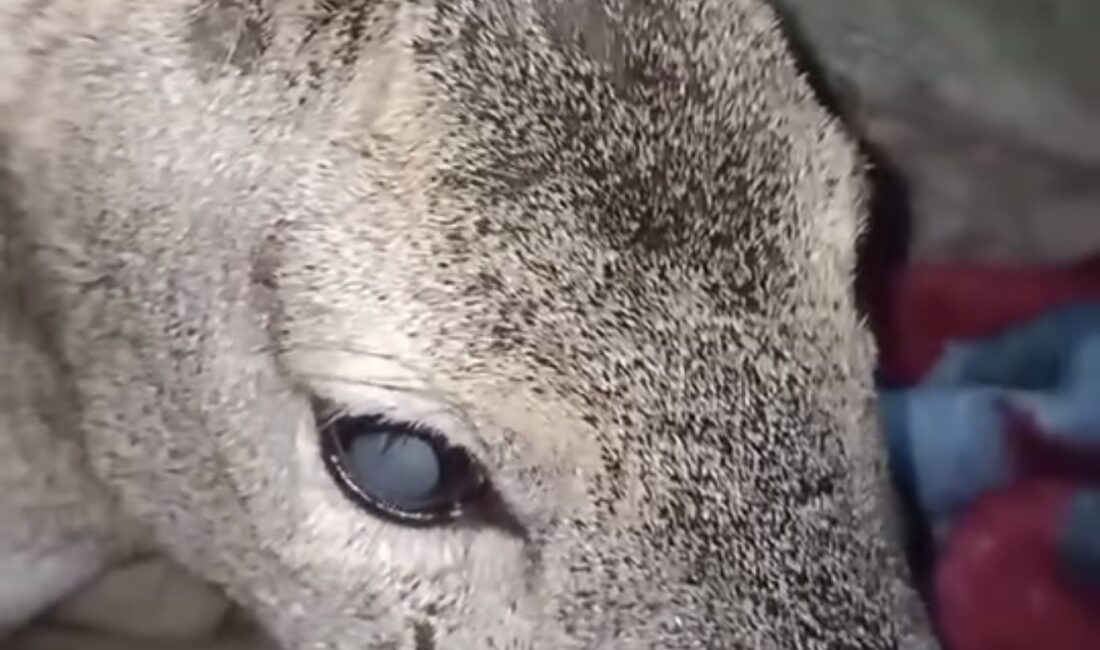 BARTIN’da yoğun kar yağışı sırasında yaralı halde bulduğu karacayı evine