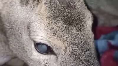 BARTIN’da yoğun kar yağışı sırasında yaralı halde bulduğu karacayı evine