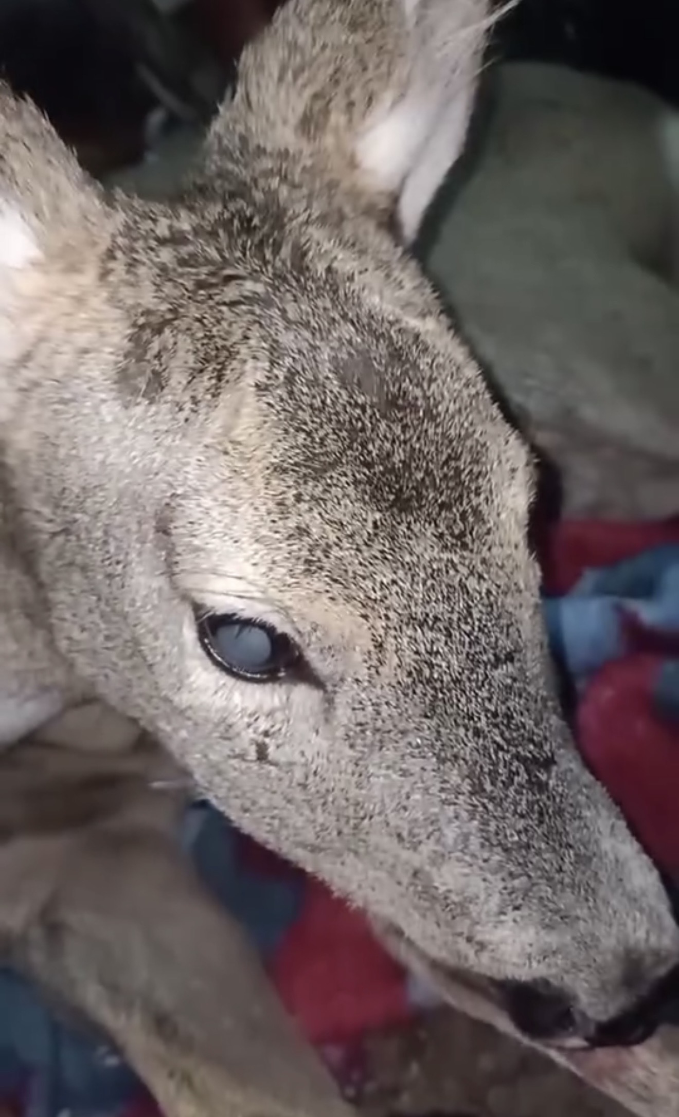 BARTIN’da yoğun kar yağışı sırasında yaralı halde bulduğu karacayı evine