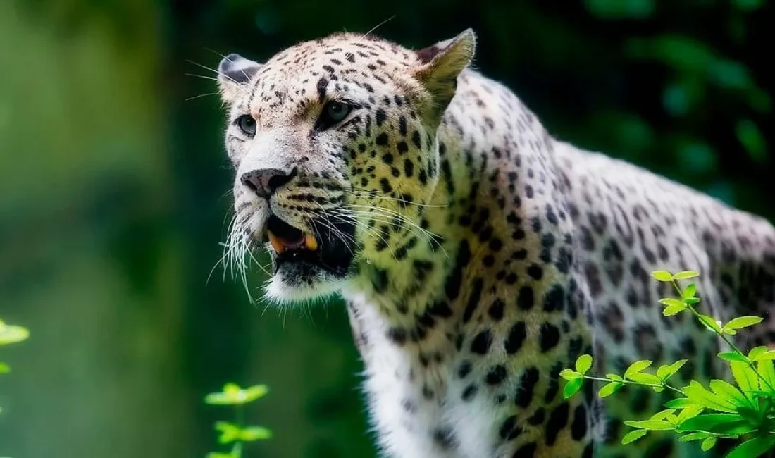 Doğa Koruma ve Milli Parklar (DKMP) Genel Müdürlüğü bünyesindeki Merkez