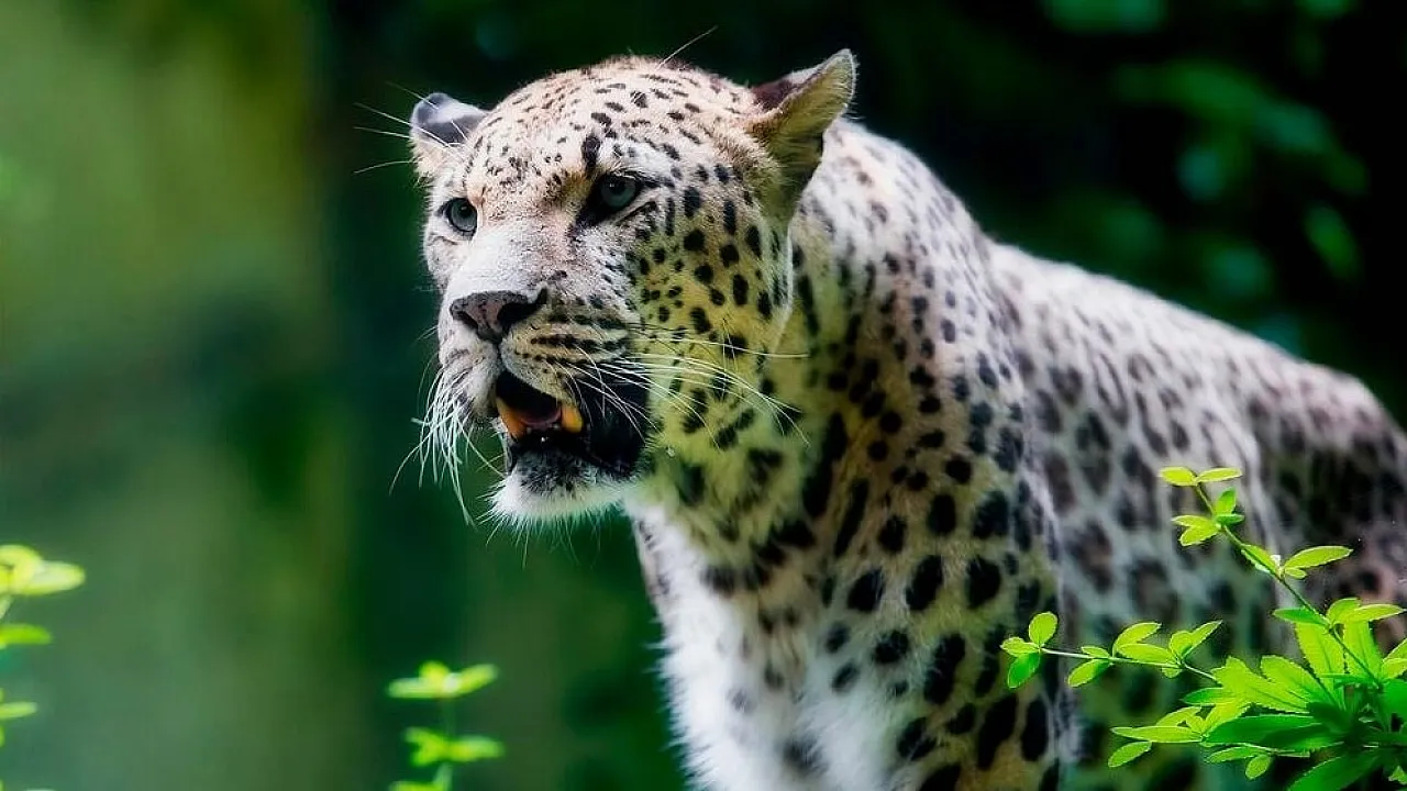 Doğa Koruma ve Milli Parklar (DKMP) Genel Müdürlüğü bünyesindeki Merkez