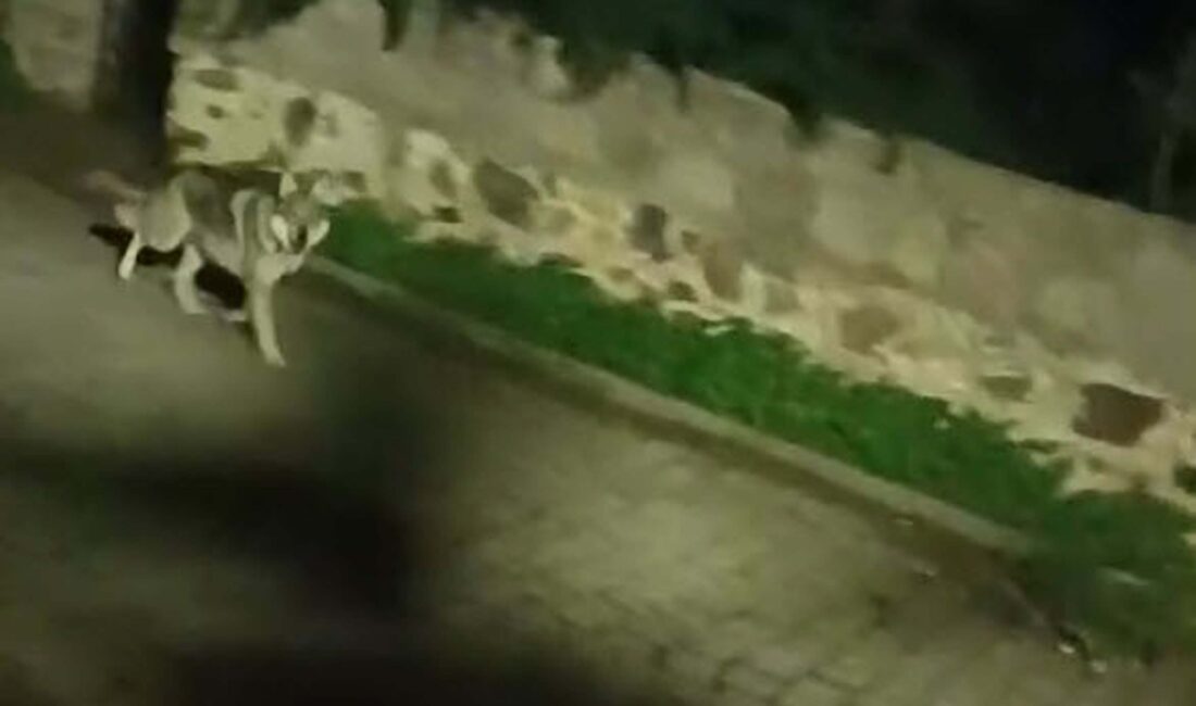 Muğla’da yerleşim alanlarına kadar inen kurtlar vatandaşlarda tedirginlik yarattı. Uzmanlar,