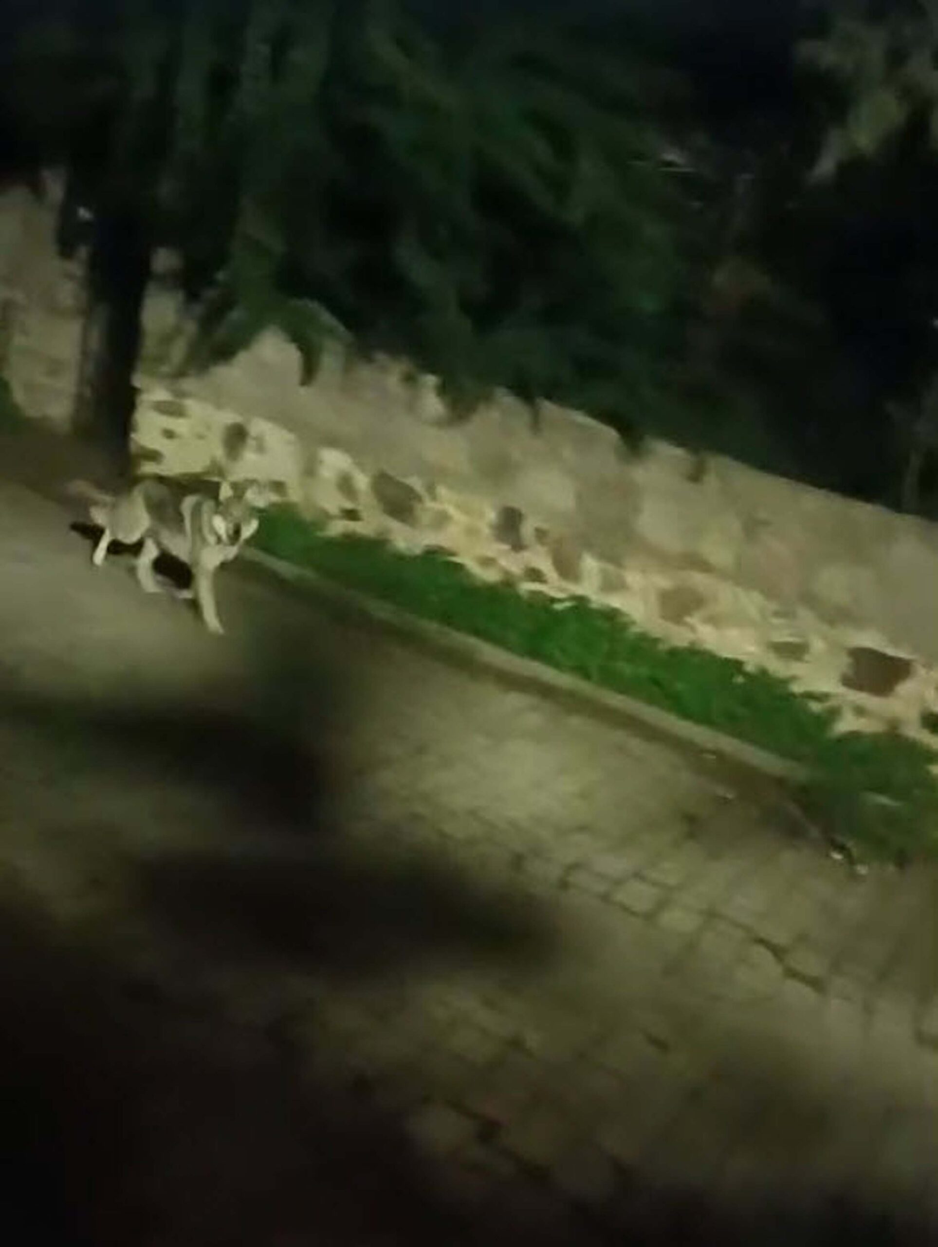 Muğla’da yerleşim alanlarına kadar inen kurtlar vatandaşlarda tedirginlik yarattı. Uzmanlar,