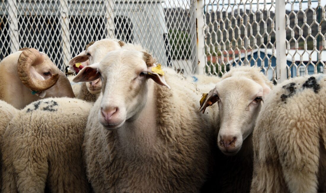 ANKARA / TEKHA Diyanet İşleri Başkanlığı tarafından hazırlanan “2026 Yılı
