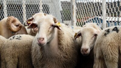 ANKARA / TEKHA Diyanet İşleri Başkanlığı tarafından hazırlanan “2026 Yılı