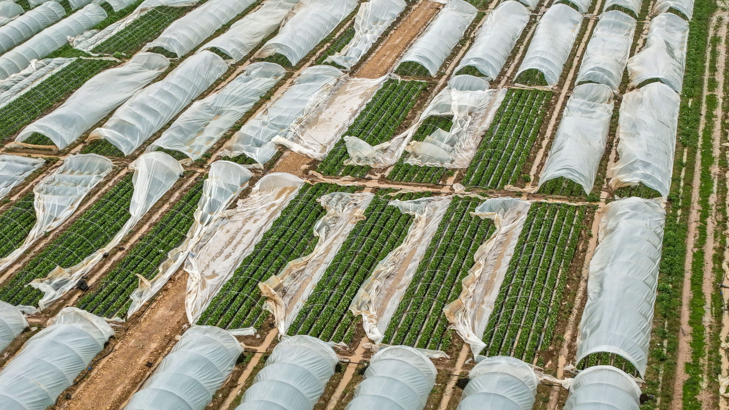 Türkiye’nin örtü altı tarım merkezi Antalya’da son bir ayda art