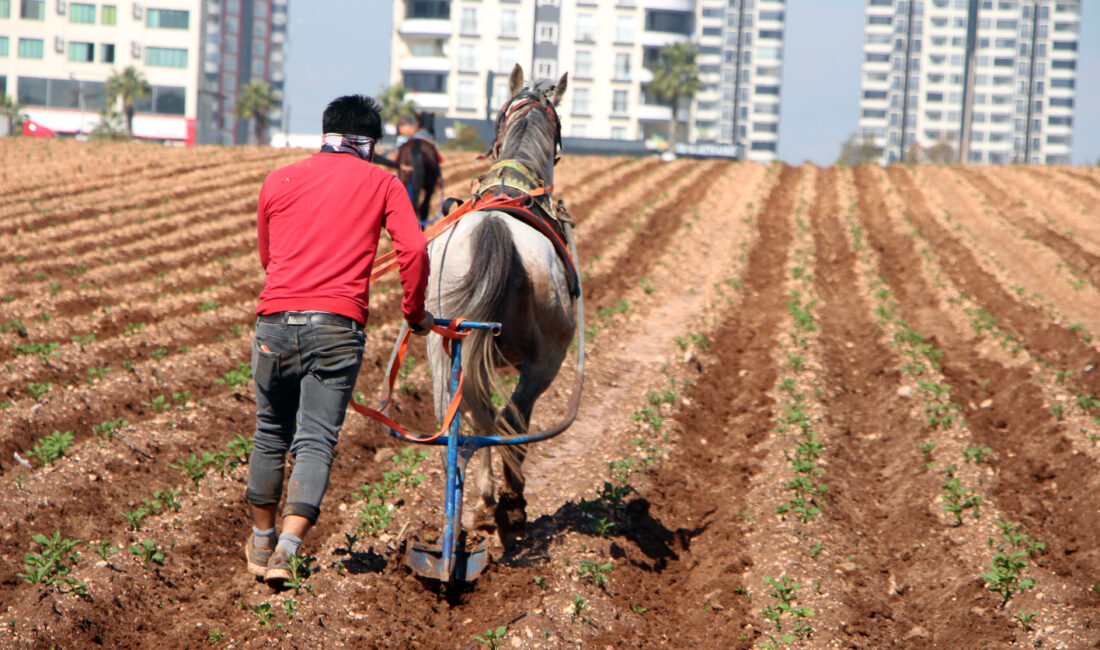 Adana’nın Sarıçam ilçesinde bir çiftçinin, patates fidelerinin arasındaki yabani otları