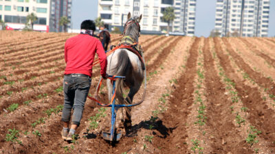Adana’nın Sarıçam ilçesinde bir çiftçinin, patates fidelerinin arasındaki yabani otları