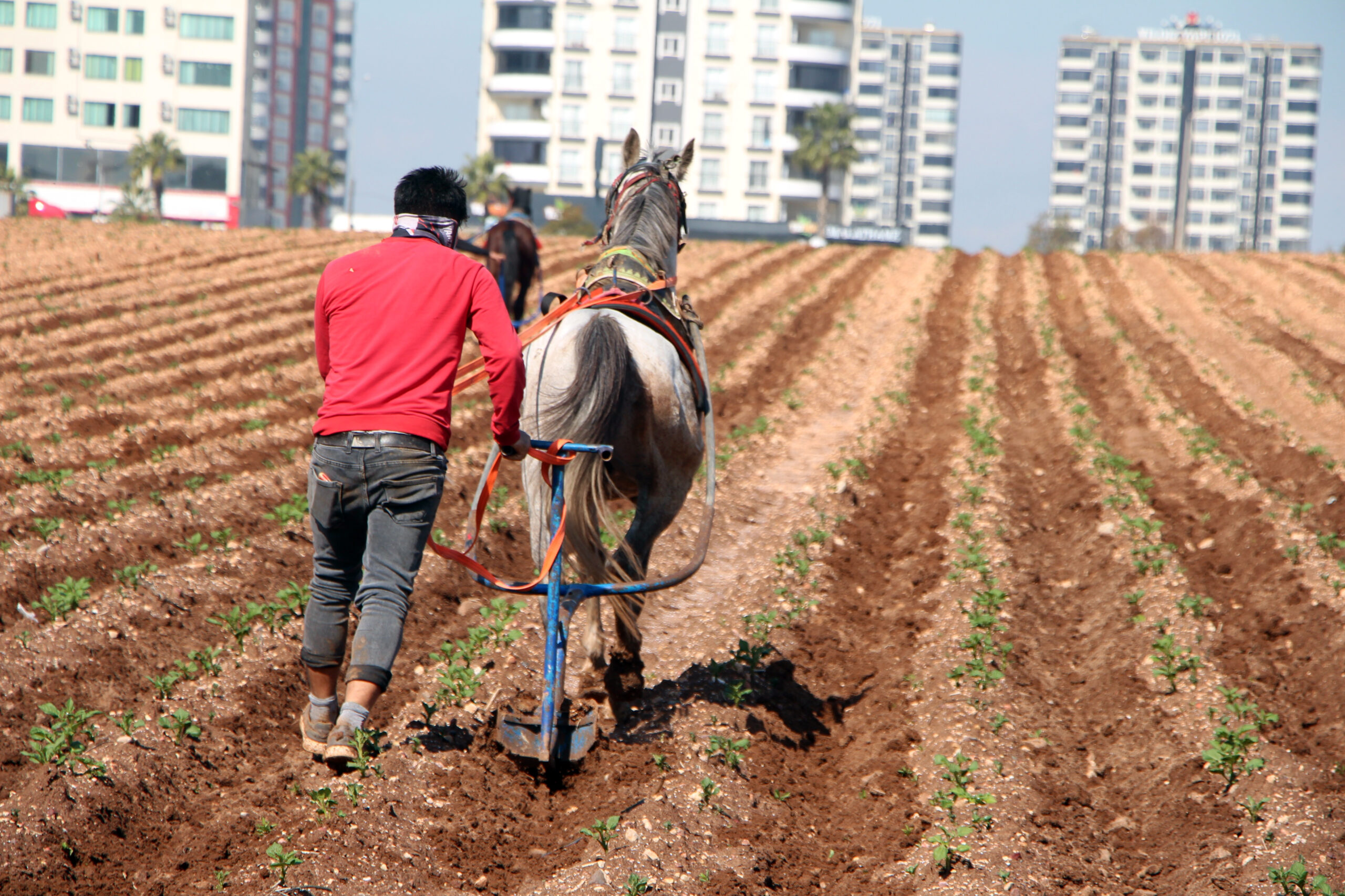 Adana’nın Sarıçam ilçesinde bir çiftçinin, patates fidelerinin arasındaki yabani otları