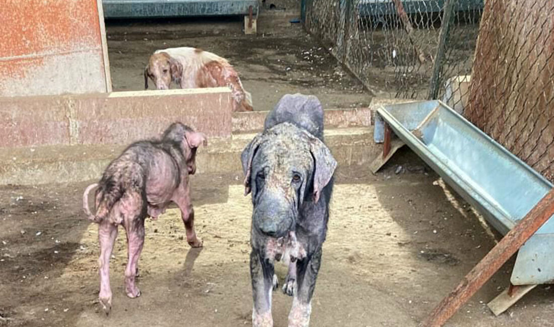 Antalya’nın Finike ilçesinde belediyeye ait hayvan barınağında kapasite yetersizliği, hijyen