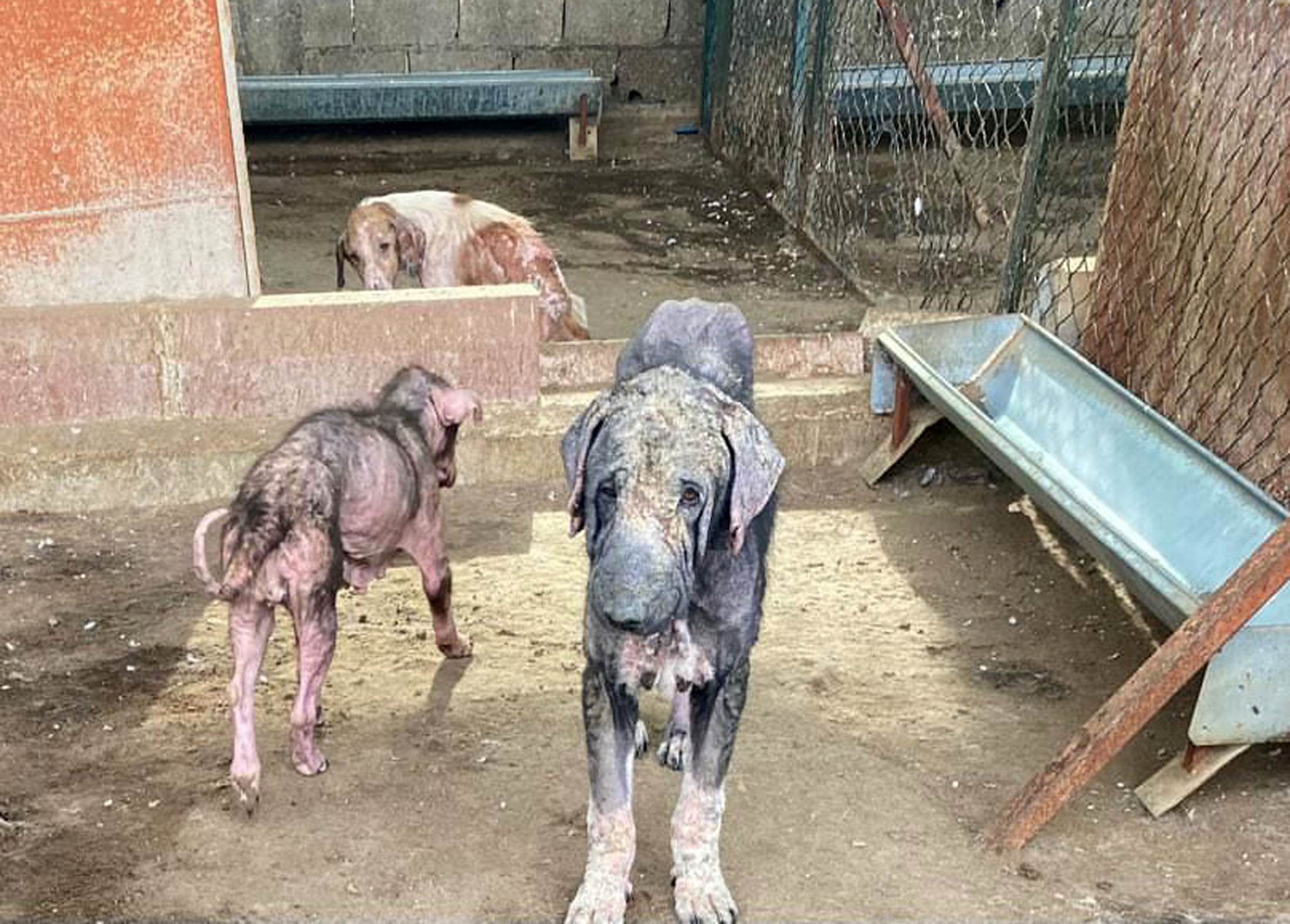 Antalya’nın Finike ilçesinde belediyeye ait hayvan barınağında kapasite yetersizliği, hijyen