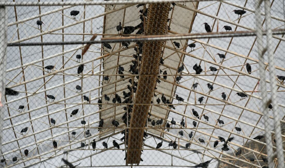 Şanlıurfa’nın Birecik ilçesinde, nesli tükenme tehlikesi altında olduğu için koruma