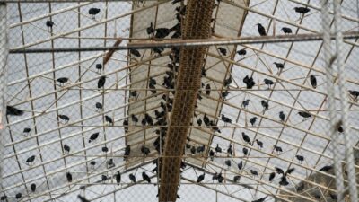 Şanlıurfa’nın Birecik ilçesinde, nesli tükenme tehlikesi altında olduğu için koruma