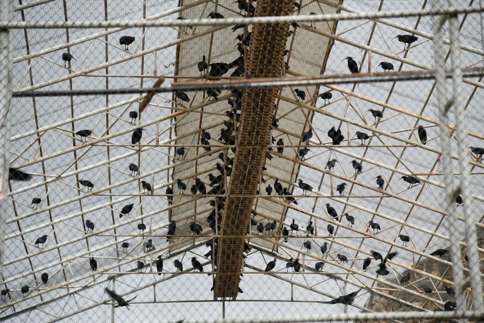 Şanlıurfa’nın Birecik ilçesinde, nesli tükenme tehlikesi altında olduğu için koruma