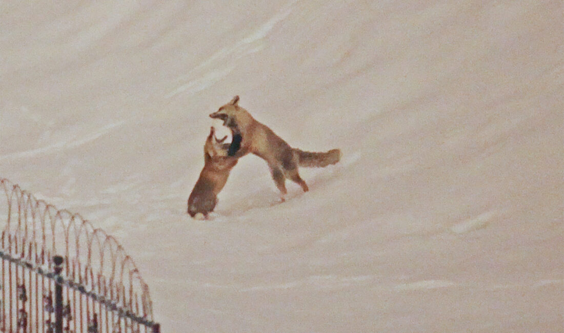 Bitlis’te etkili olan zorlu kış şartları ve kar yağışı nedeniyle