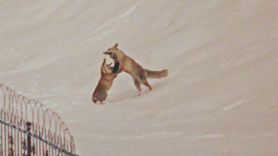 Bitlis’te etkili olan zorlu kış şartları ve kar yağışı nedeniyle