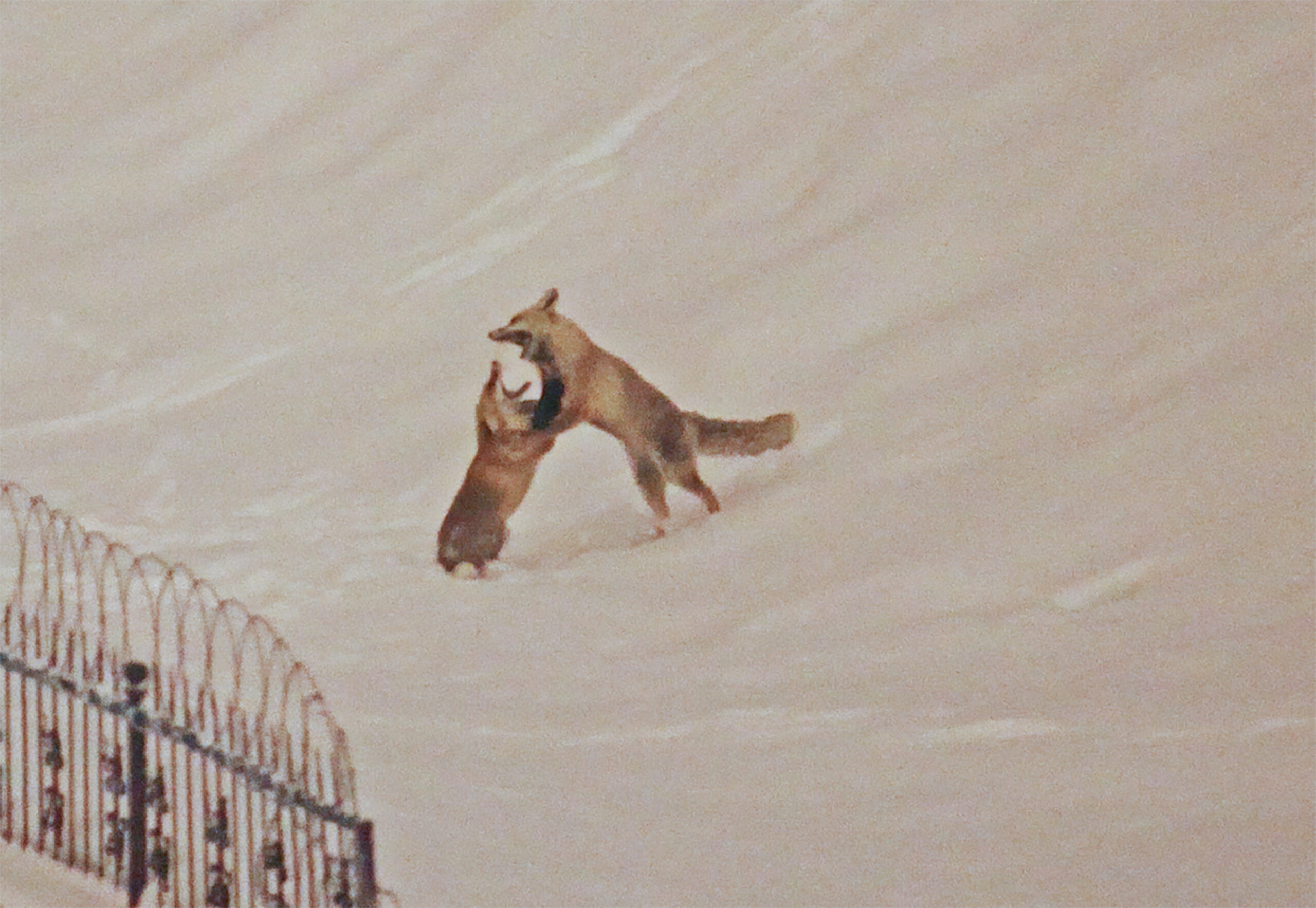 Bitlis’te etkili olan zorlu kış şartları ve kar yağışı nedeniyle