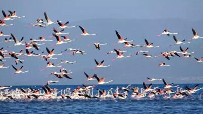 Küresel ısınma ve iklim değişikliğinin etkisiyle su seviyesi hızla düşen