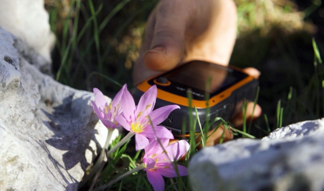 Antalya’da salep ham maddesi elde etmek amacıyla doğadan kaçak şekilde