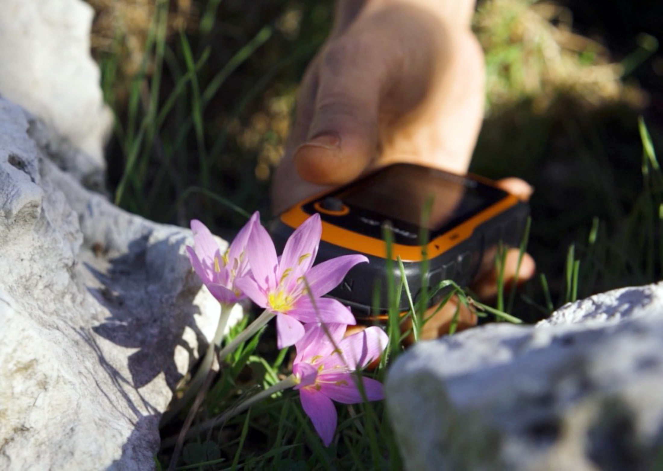 Antalya’da salep ham maddesi elde etmek amacıyla doğadan kaçak şekilde