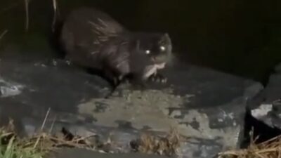 İstanbul’un Küçükçekmece ilçesinde, nesli tükenme tehlikesiyle karşı karşıya olan bir