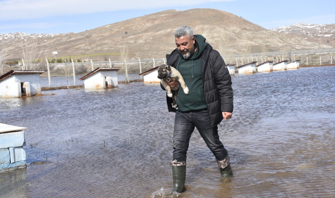Sivas’ta karların erimesi ve sağanak yağışların etkisiyle bir Kangal köpeği