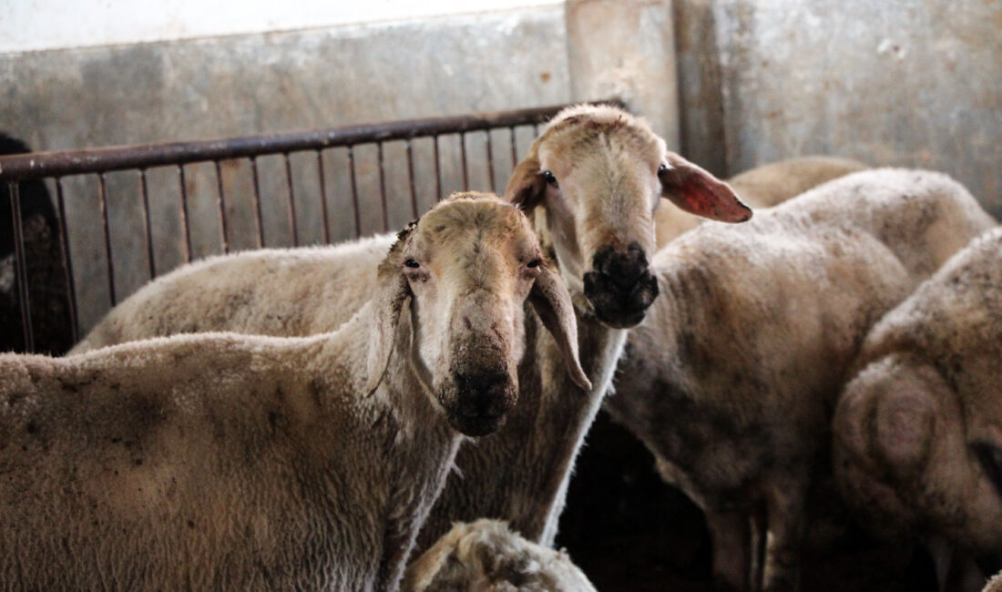 Cumhurbaşkanı Recep Tayyip Erdoğan tarafından duyurulan “Kırsalda Bereket, Küçükbaşa Destek”