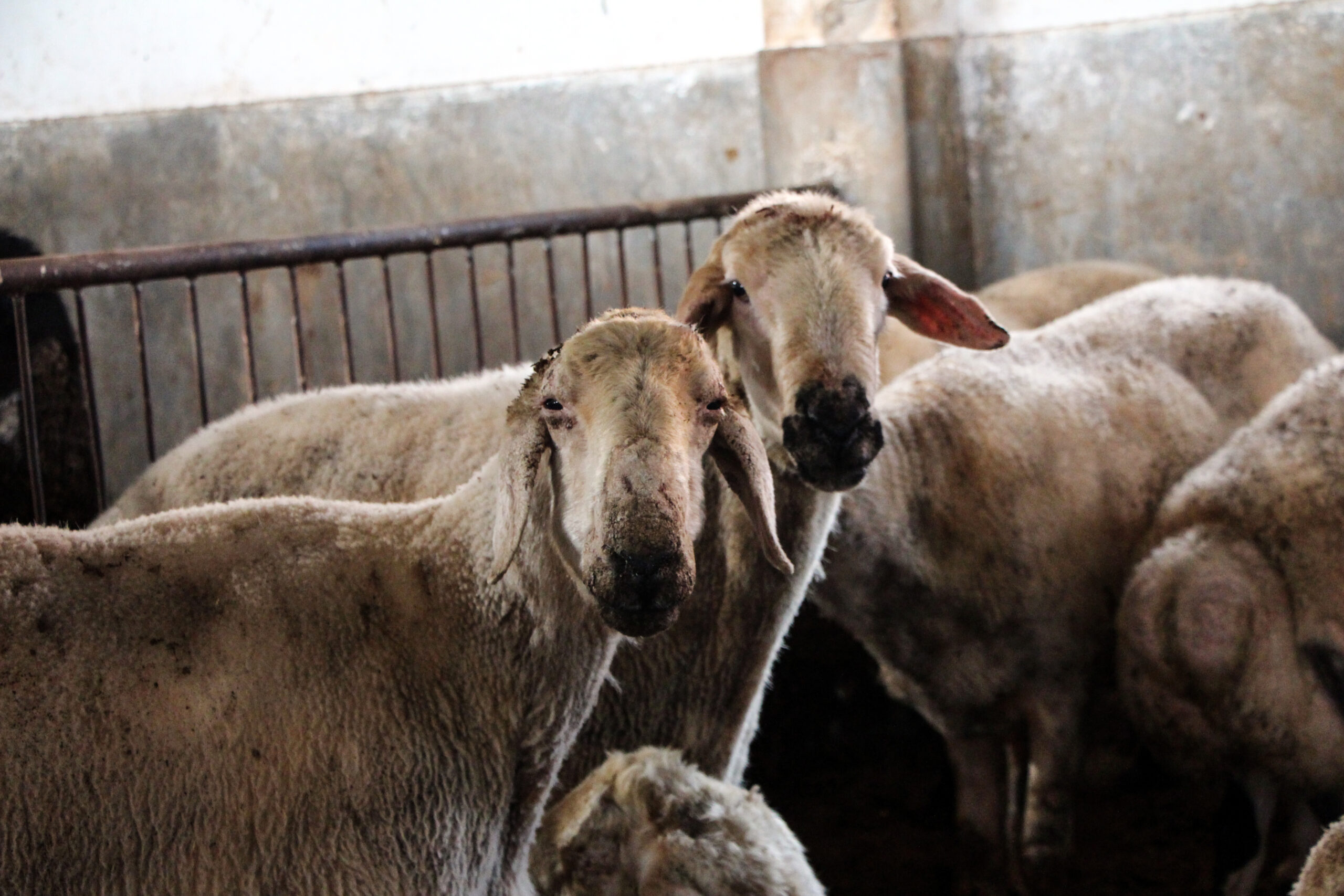 Cumhurbaşkanı Recep Tayyip Erdoğan tarafından duyurulan “Kırsalda Bereket, Küçükbaşa Destek”
