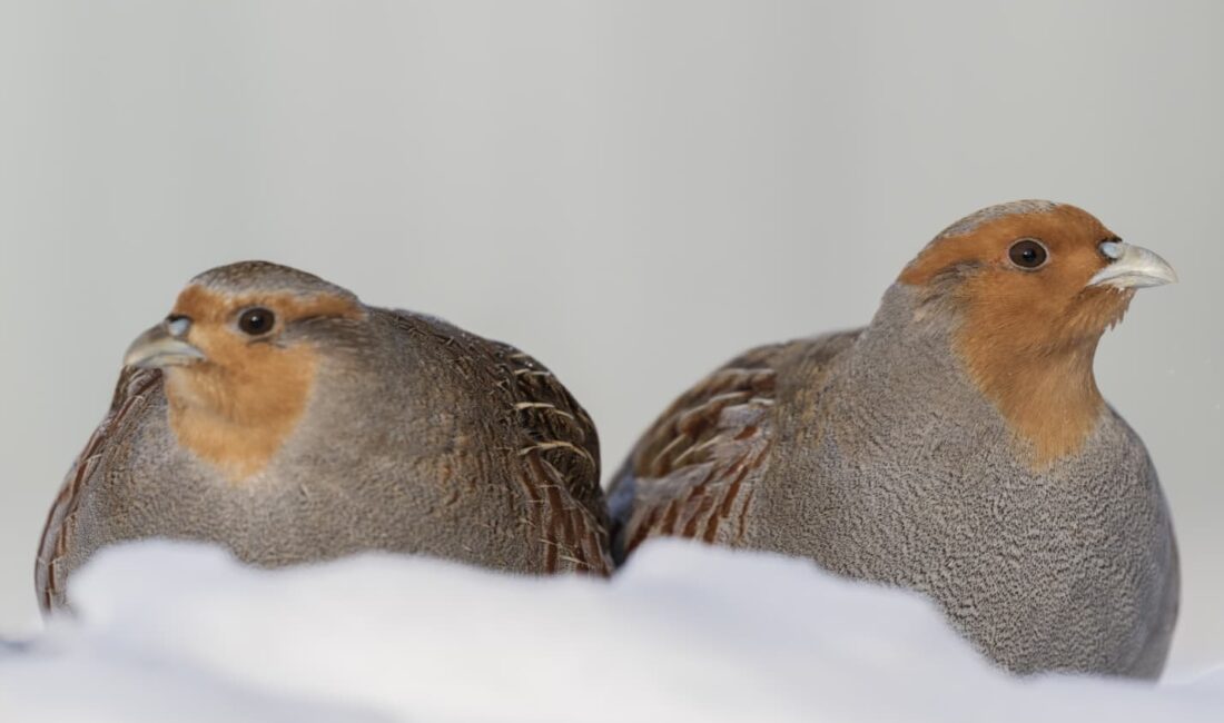 Rusya’nın başkenti Moskova’da etkili olan dondurucu soğuklar, yaban hayatını olumsuz