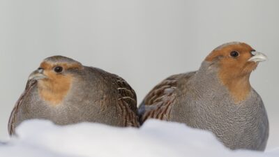 Rusya’nın başkenti Moskova’da etkili olan dondurucu soğuklar, yaban hayatını olumsuz