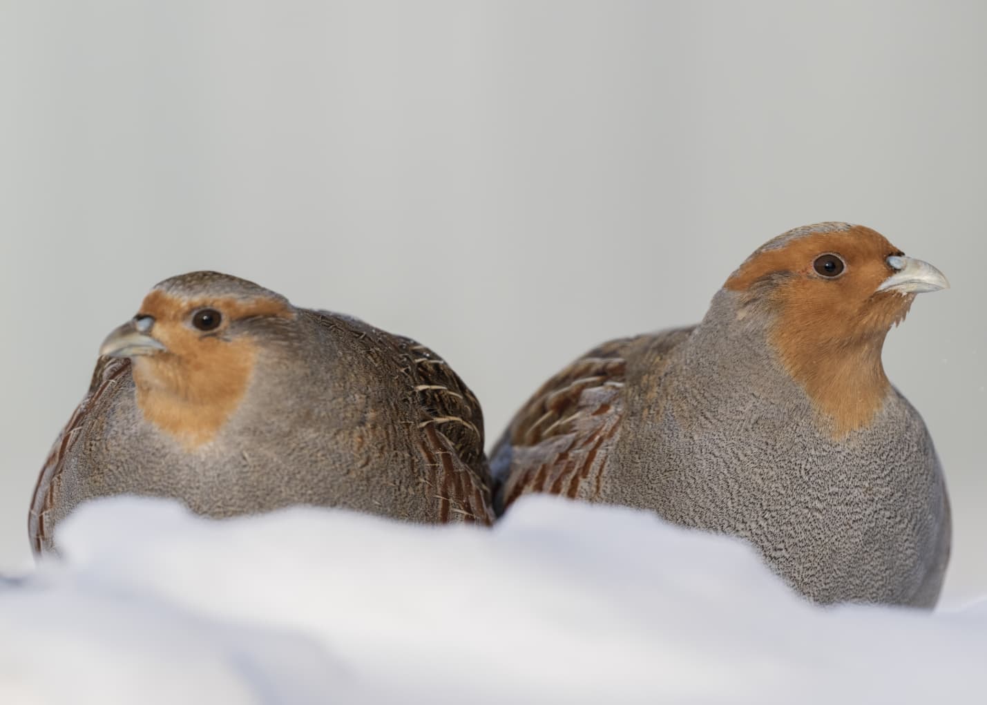 Rusya’nın başkenti Moskova’da etkili olan dondurucu soğuklar, yaban hayatını olumsuz