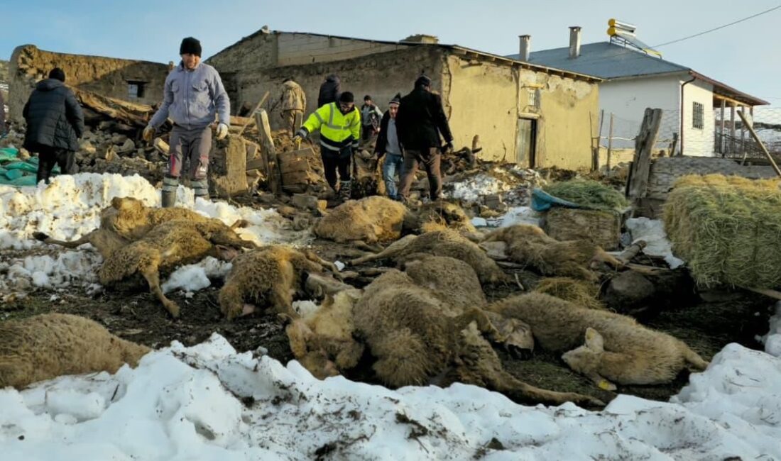 Sivas’ın Altınyayla ilçesinde, üzerinde biriken karın ağırlığına dayanamayan bir ağılın