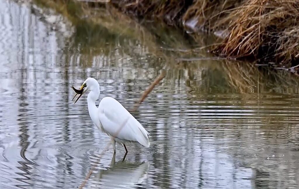 Erzincan’ın doğa harikası Ekşisu Sazlığı, nadir görülen misafirlerinden biri olan