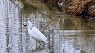 Erzincan’ın doğa harikası Ekşisu Sazlığı, nadir görülen misafirlerinden biri olan