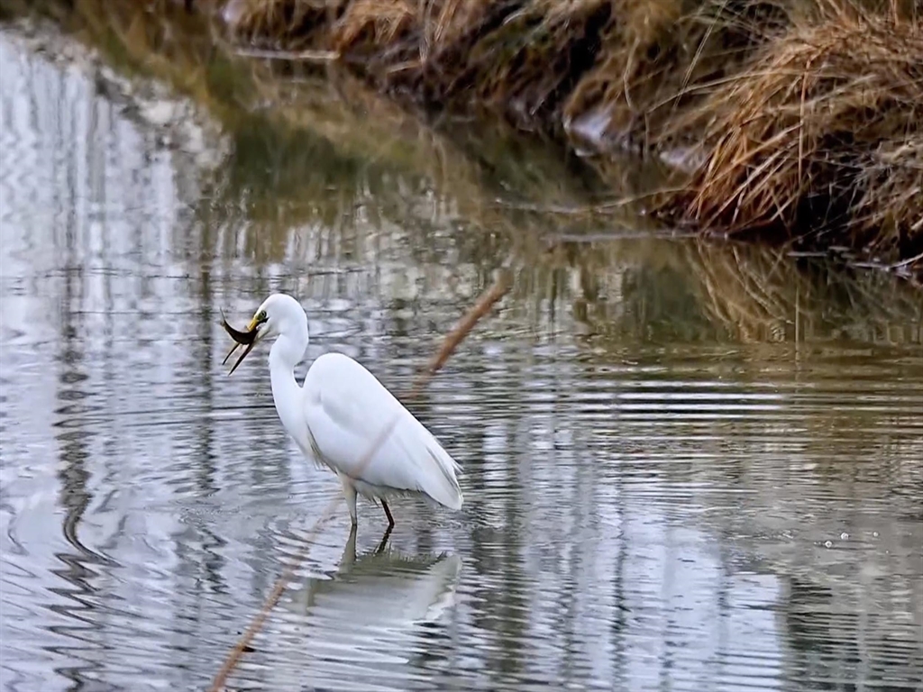 Erzincan’ın doğa harikası Ekşisu Sazlığı, nadir görülen misafirlerinden biri olan