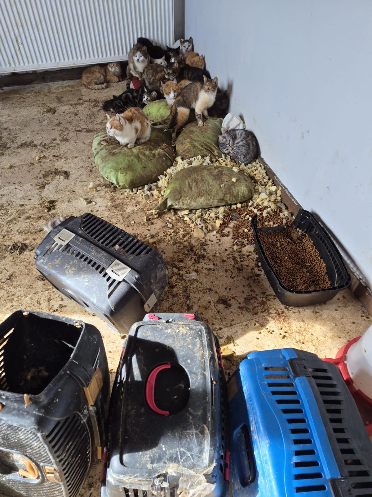 Ankara’nın Sincan ilçesinde, kendisini “hayvansever” olarak tanıtan bir kişinin müstakil