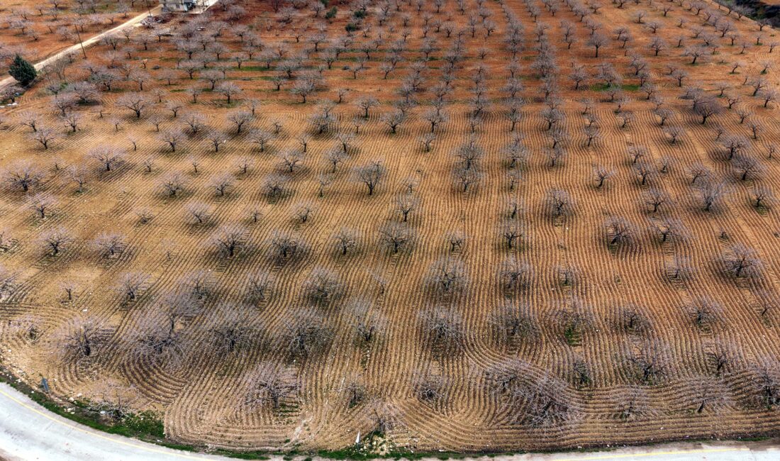 Güneydoğu Anadolu Bölgesi’nin en önemli gelir kaynaklarından olan Antep fıstığında,