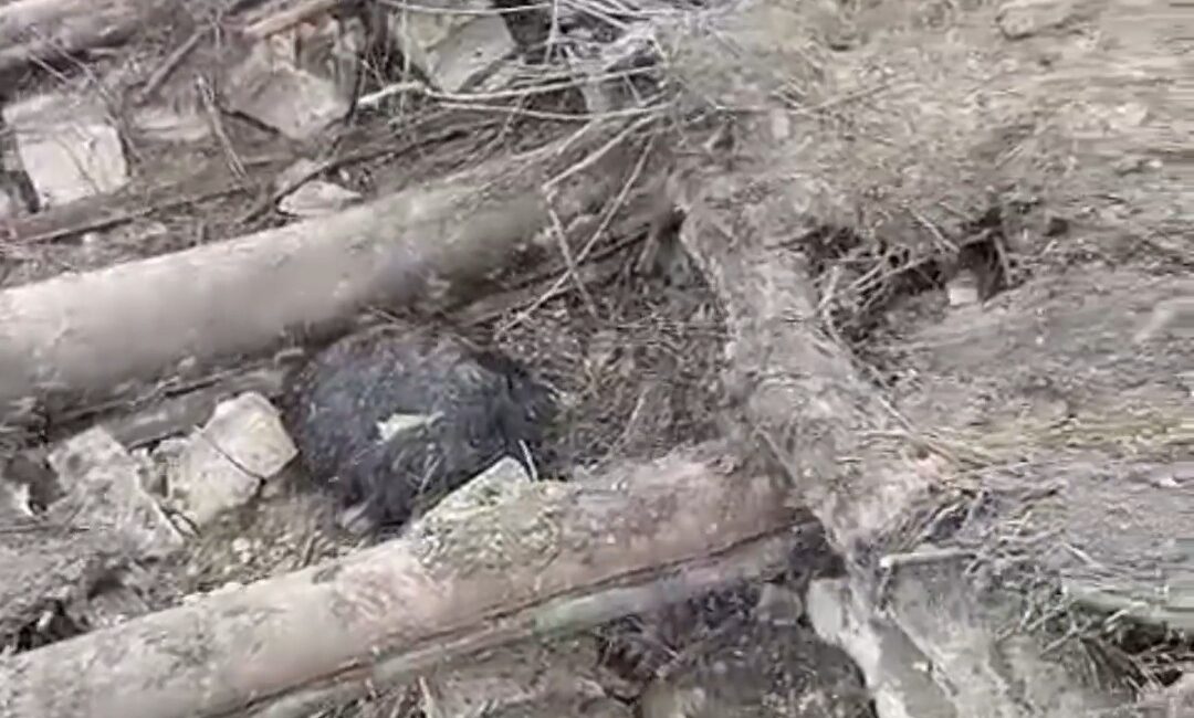 Van’ın Başkale ilçesinde etkili olan aşırı yağışlar sonrası bir ahırın