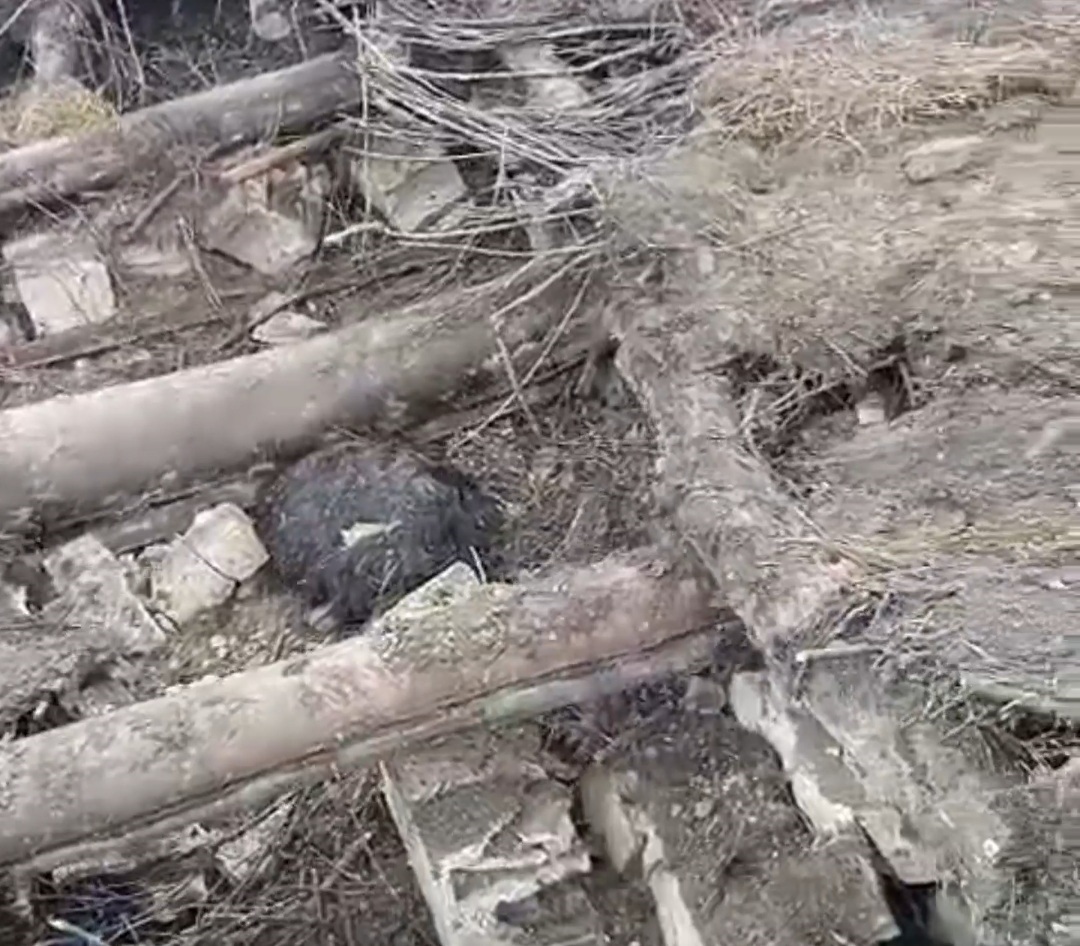 Van’ın Başkale ilçesinde etkili olan aşırı yağışlar sonrası bir ahırın