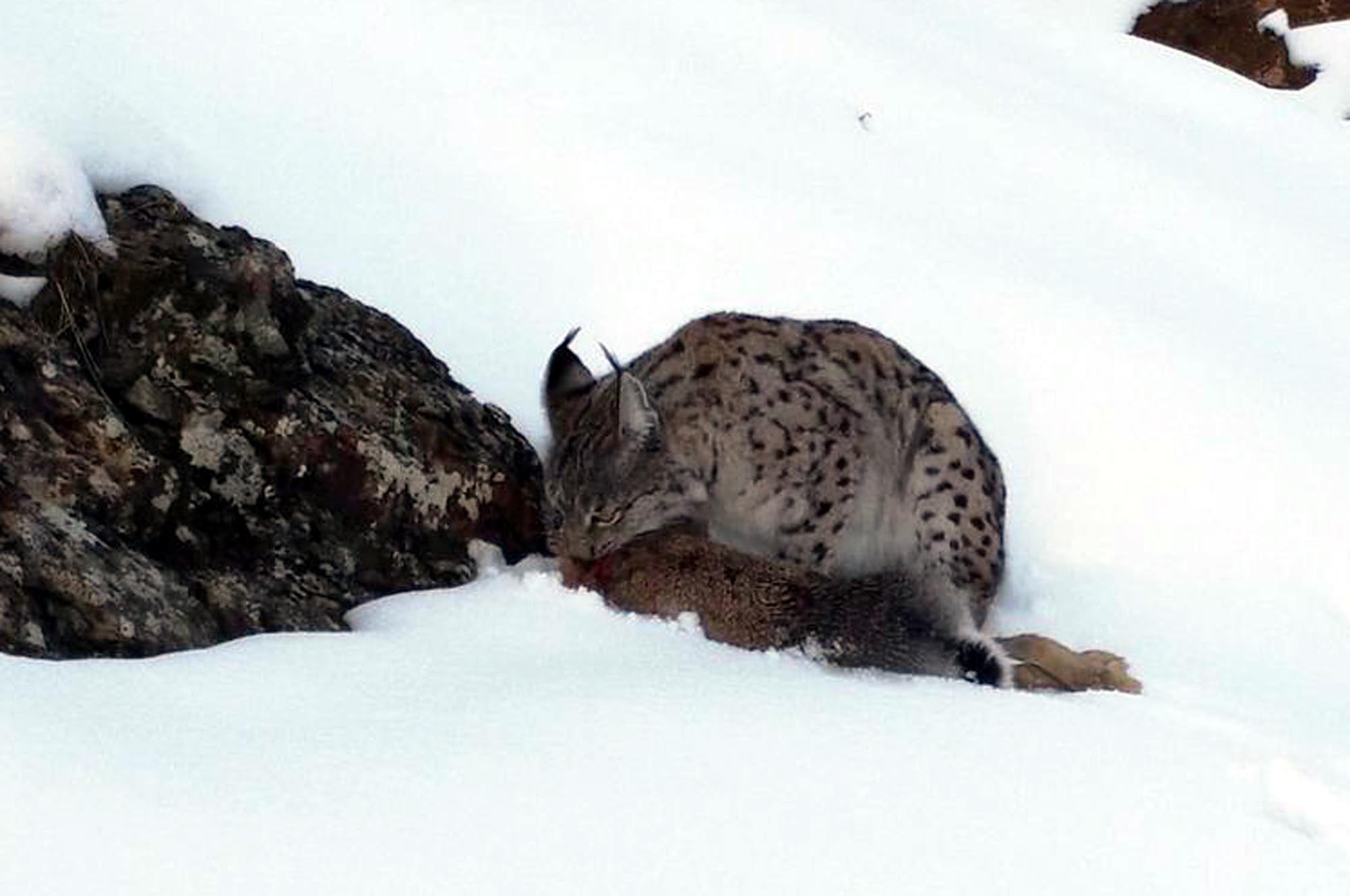 Erzincan’ın Refahiye ilçesinde, doğada nadir görülen ve nesli tükenme tehlikesi