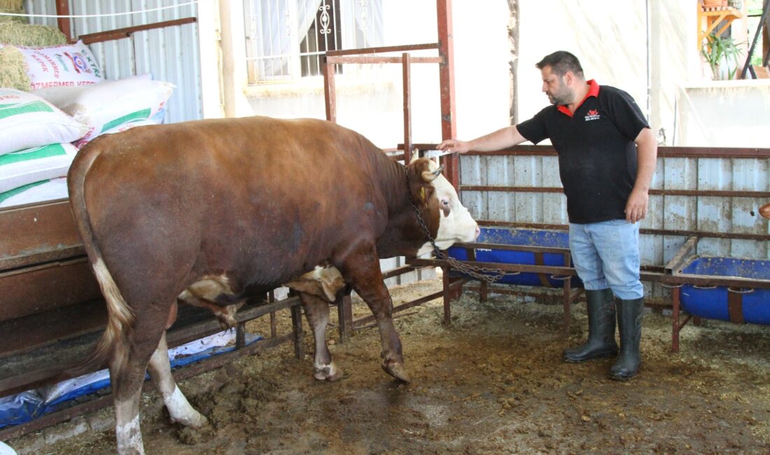 Hatay’ın Arsuz ilçesinde yetiştirilen ve 1 ton 130 kilo ağırlığına
